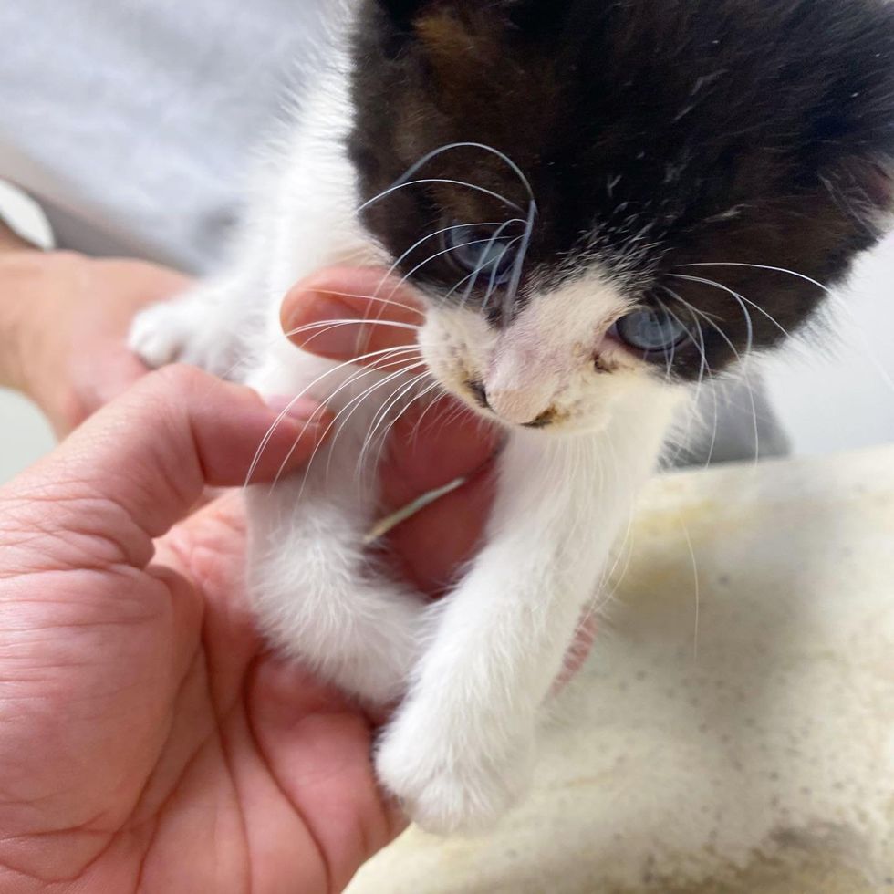kitten club foot