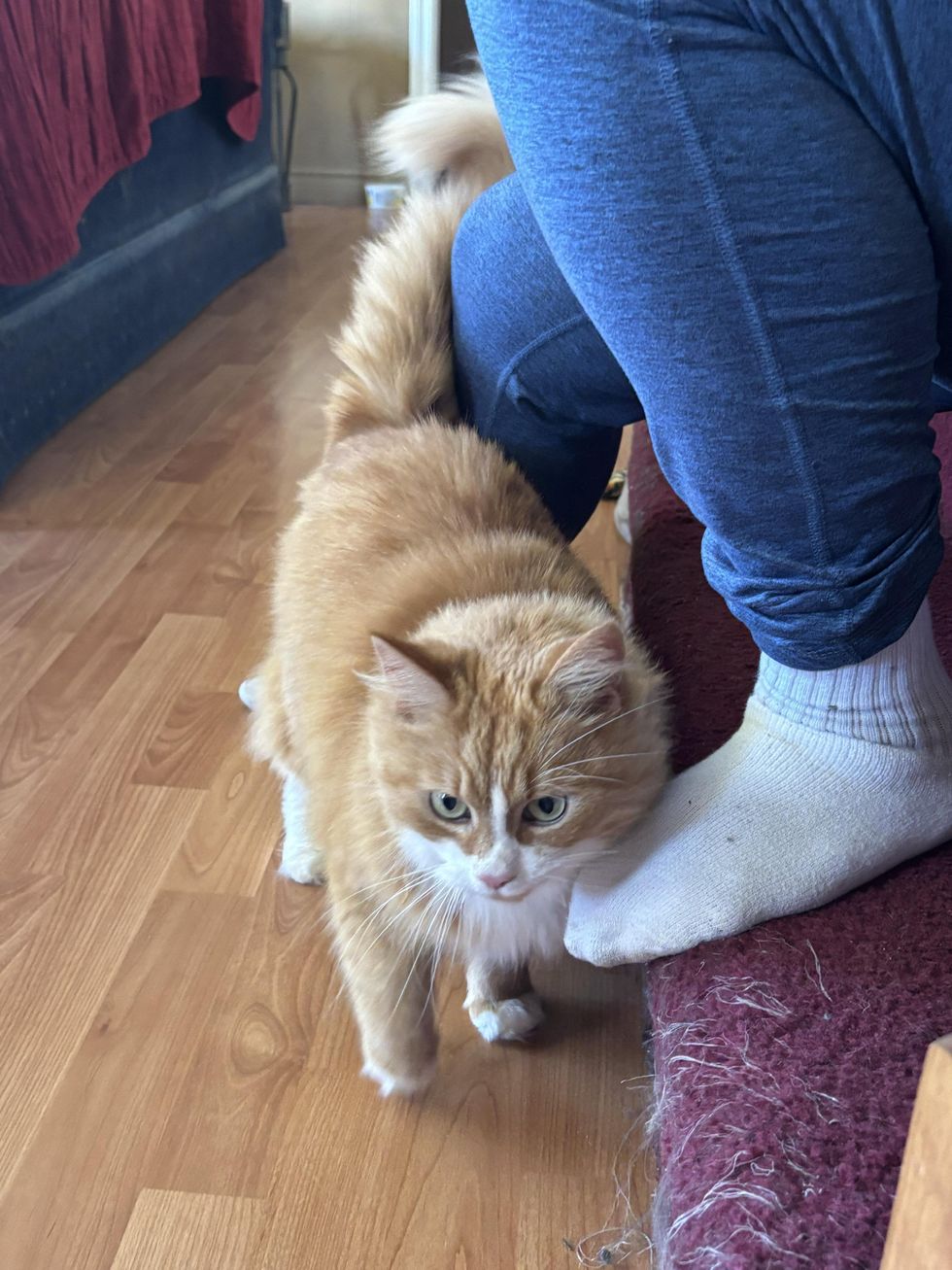fluffy tabby cat happy