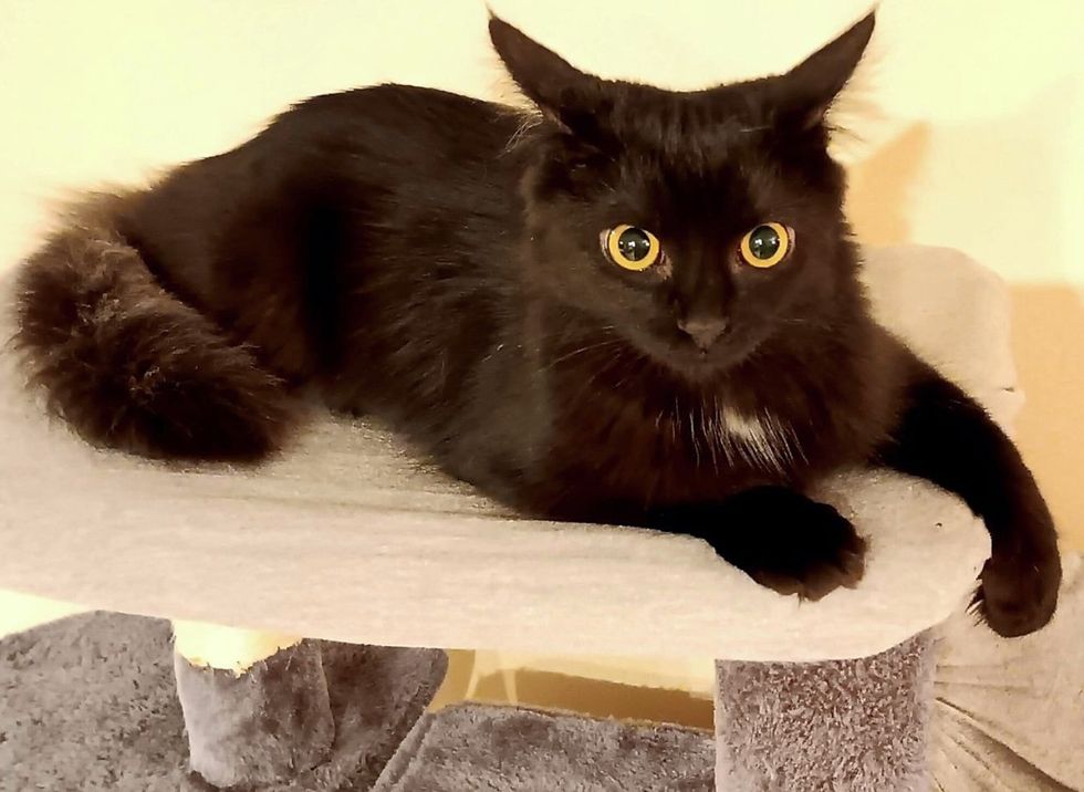 sweet cat bobble