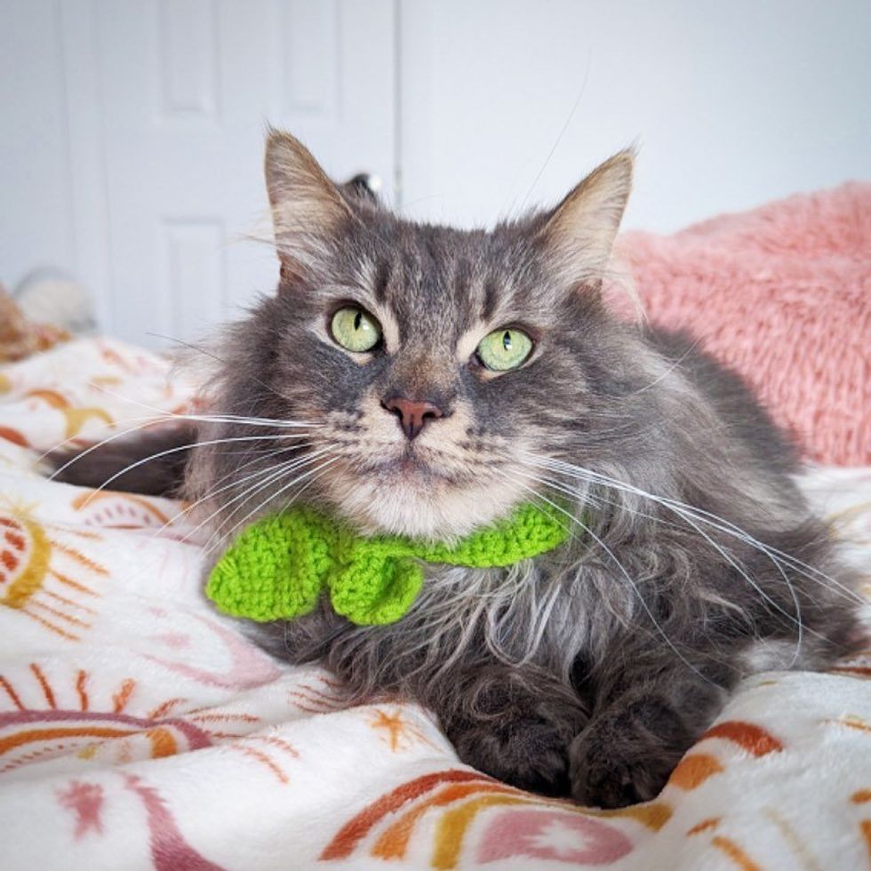 couch tabby cat
