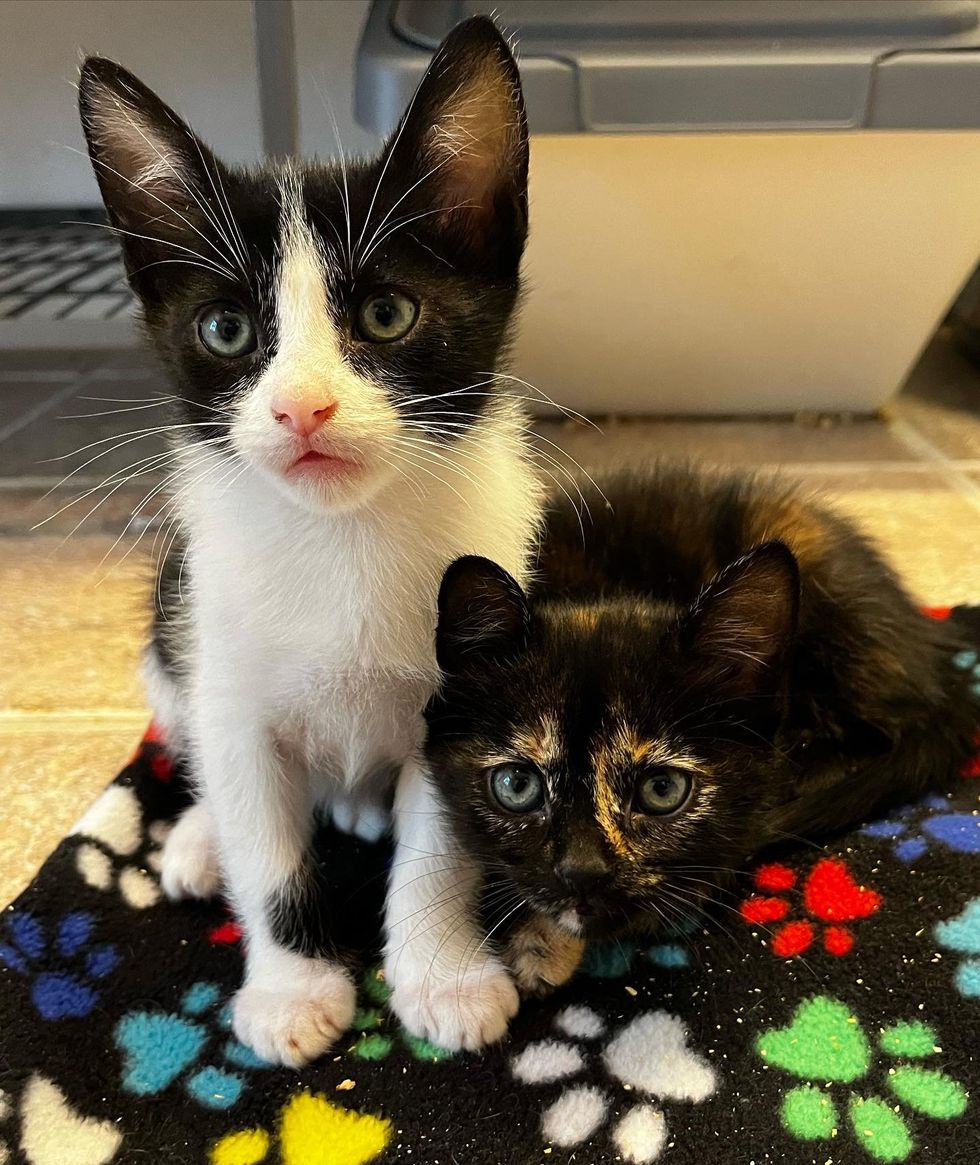 cat kitten snuggly friends