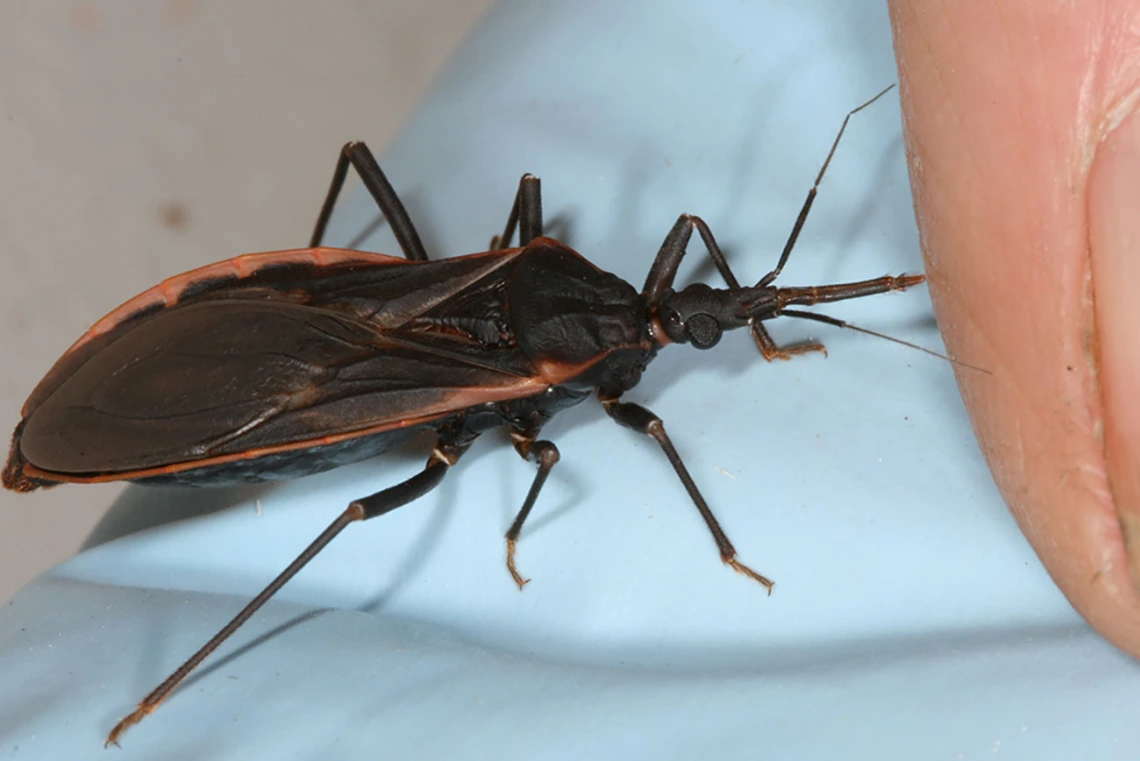 Summertime is Kissing Bug Season in Arizona | The University of Arizona  Health Sciences