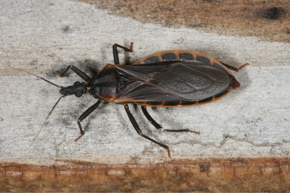 Summertime is Kissing Bug Season in Arizona | The University of Arizona  Health Sciences