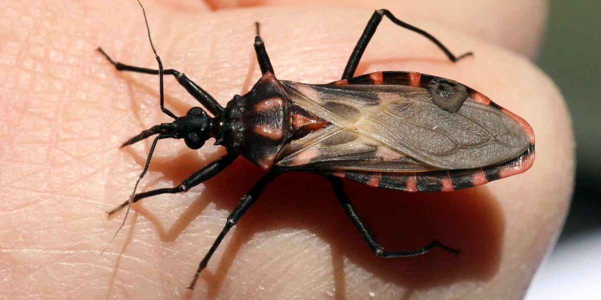 Chagas Disease From 'Kissing Bugs' Is Spreading, Causing Heart Issues -  Business Insider