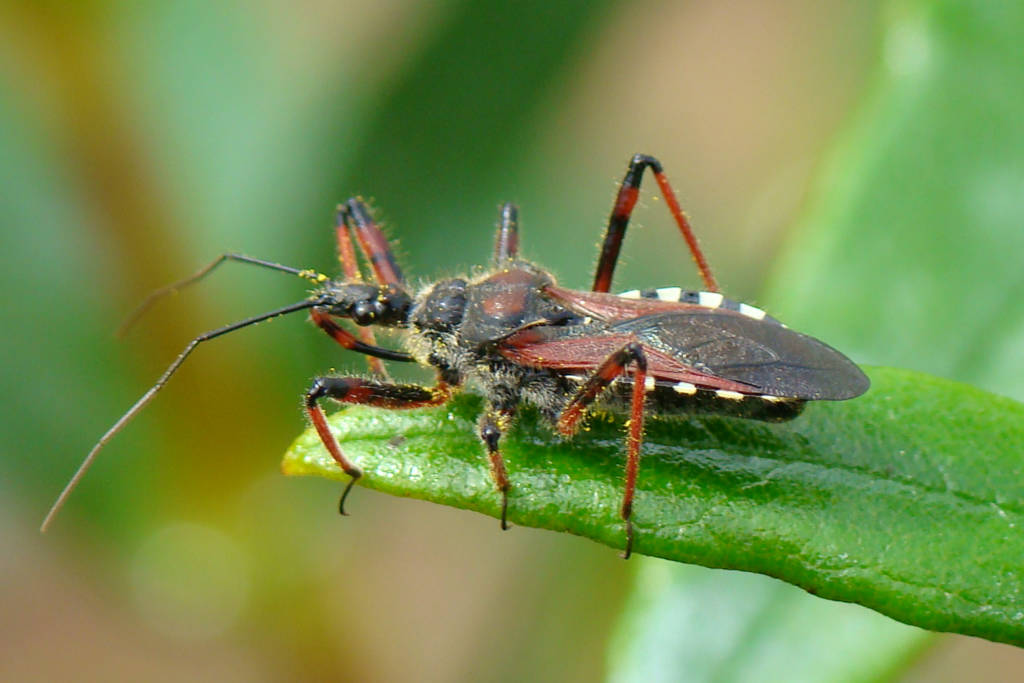 The 'Kissing Bug Disease' On The Rise - BlackDoctor.org - Where Wellness &  Culture Connect