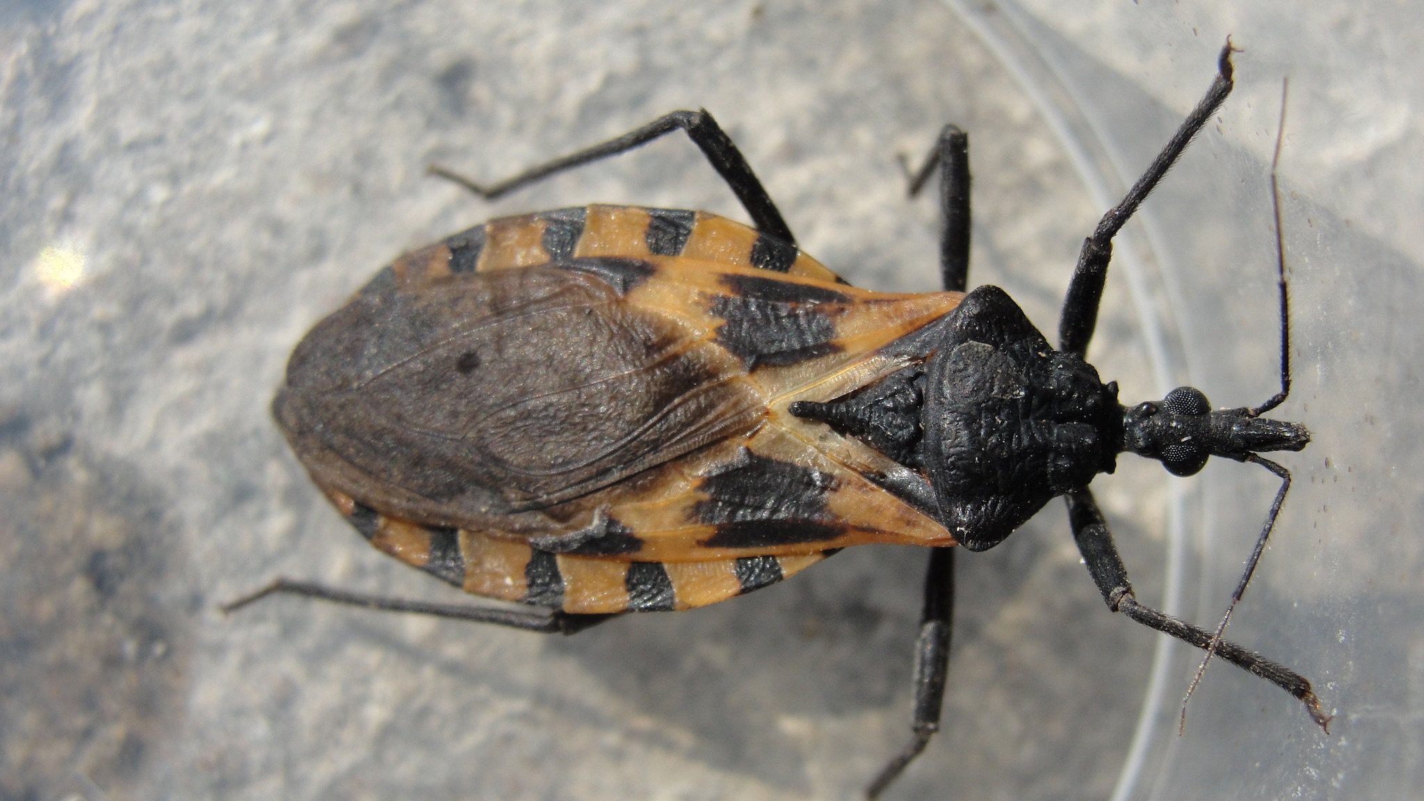 New Genetic Tools Unveil the Secret Life of Disease-Spreading Kissing Bugs  | NOVA | PBS