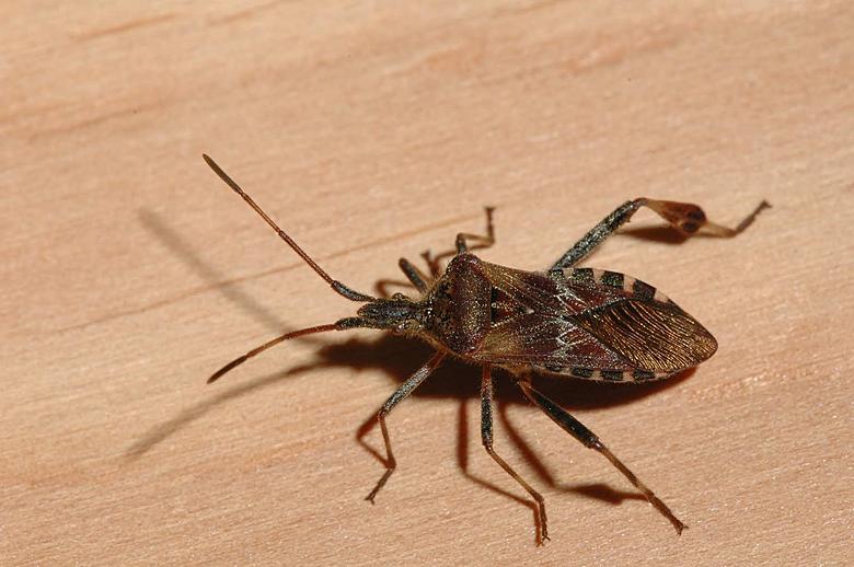 Has the Deadly 'Kissing' Bug Been Spotted in Minnesota?